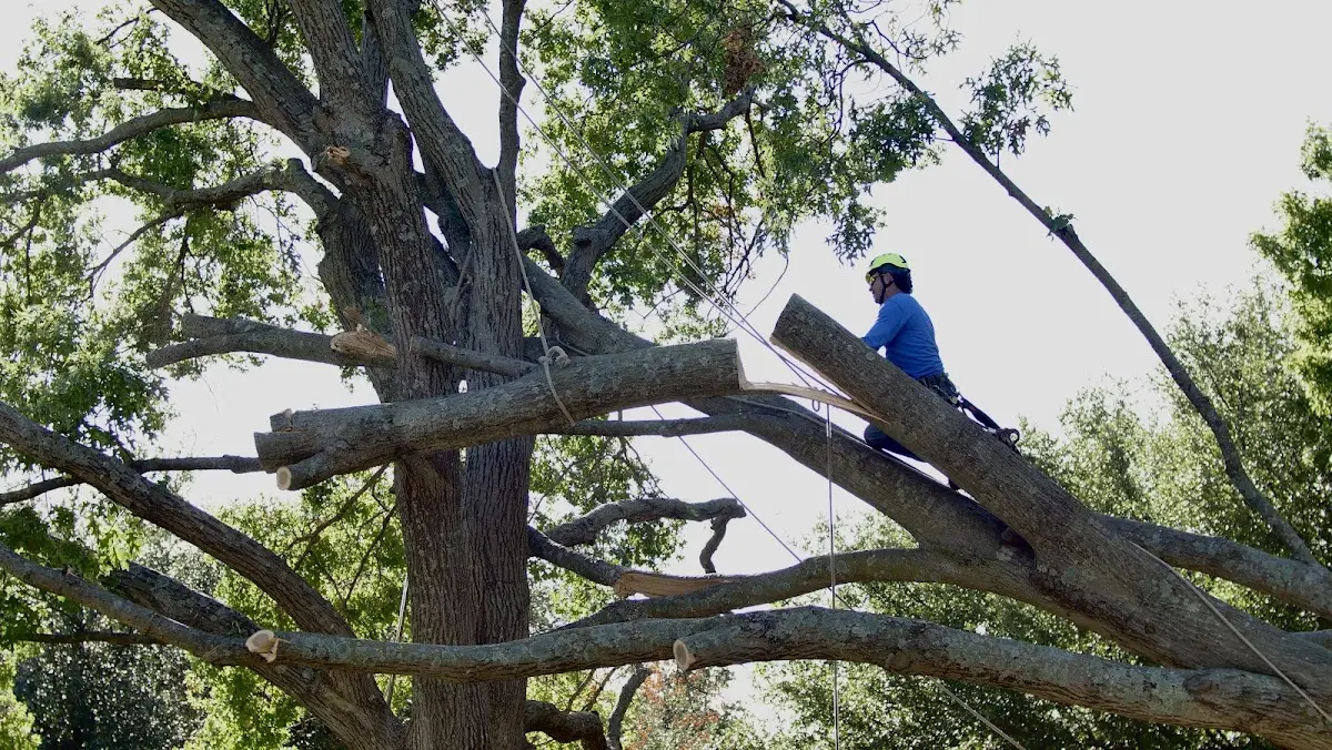 Professional Crown Thinning performed by certified arborists in Ryder