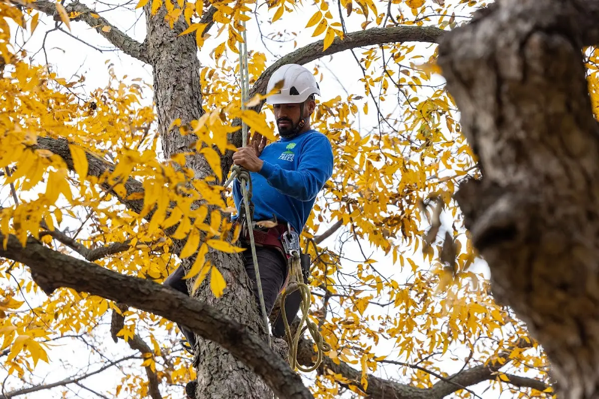 Skilled Tree Transplanting crew working in Ryder